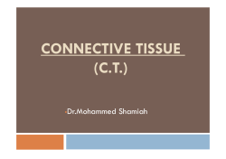 Connective Tissue