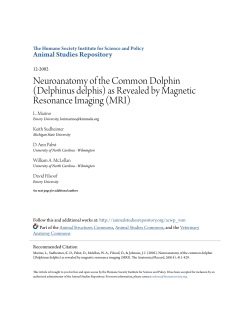 Neuroanatomy of the Common Dolphin (Delphinus delphis) as