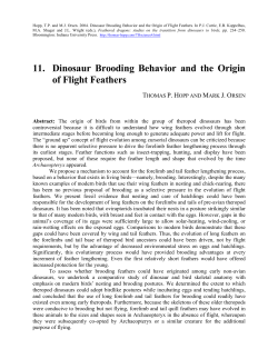 11. Dinosaur Brooding Behavior and the Origin of Flight Feathers