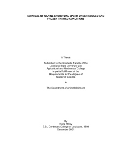 SURVIVAL OF CANINE EPIDIDYMAL SPERM UNDER COOLED