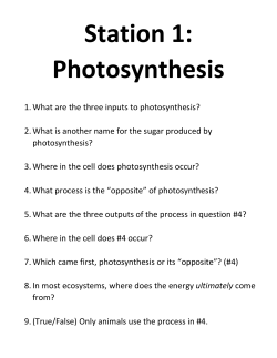 Station 1: Photosynthesis