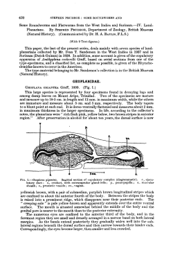 Some Roundworms and Flatworms from the West Indies and