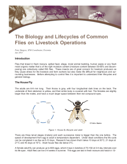 The Biology and Lifecycles of Common Flies in Livestock