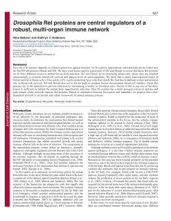 Drosophila Rel proteins are central regulators of a robust, multi