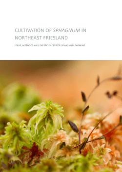 cultivation of sphagnum in northeast friesland