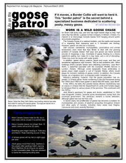 Read more - Bye Bye Birdie Goose Control and Goose Management