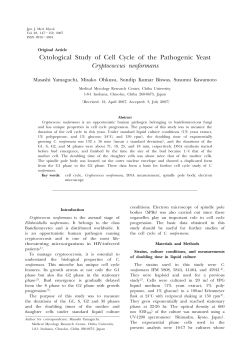 Cytological Study of Cell Cycle of the Pathogenic Yeast