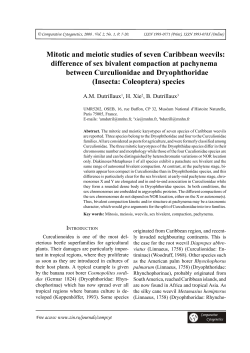 Mitotic and meiotic studies of seven Caribbean weevils: difference of