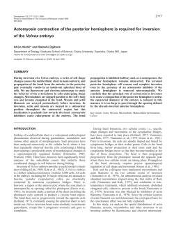 Actomyosin contraction in Volvox inversion - Development