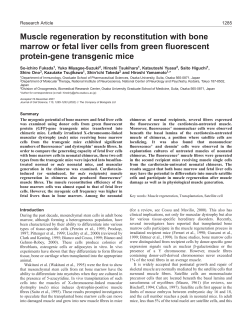 Muscular regeneration in neonatal chimeras