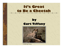 It`s Great to Be a Cheetah