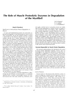 The Role of Muscle Proteolytic Enzymes in Degradation of the