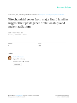 Mitochondrial genes from major lizard families suggest