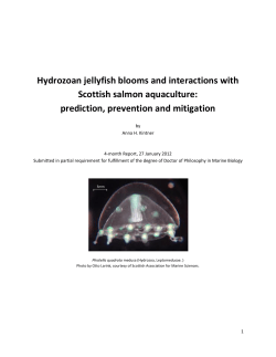 Hydrozoan jellyfish blooms and interactions with Scottish salmon