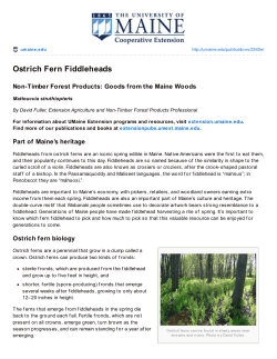 Ostrich Fern Fiddleheads