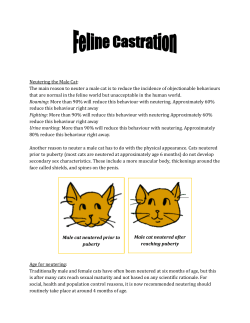 Neutering the Male Cat: The main reason to neuter a male cat is to