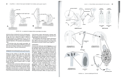 attractant, acting as a homing device for the swimming