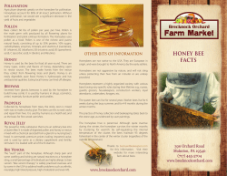 honey bee facts - Brecknock Orchard