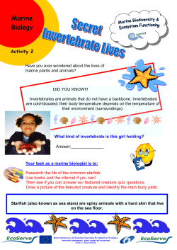 Activity 2 - Secret Invertebrate Lives