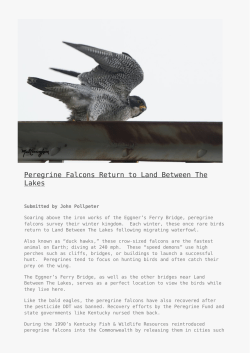Peregrine Falcons Return to Land Between The Lakes