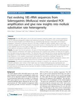 Fast evolving 18S rRNA sequences from Solenogastres