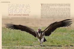Birding Satara, the Central Plains