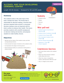 Cerebral Cortex Lesson Plan Overview