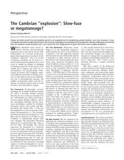 The Cambrian ``explosion``: Slow