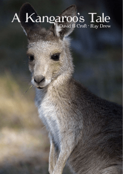 A Kangaroo`s Tale