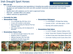 Irish Draught Sport Horses