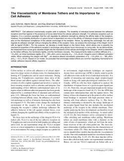 The Viscoelasticity of Membrane Tethers and Its Importance for Cell