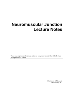 The Neuromuscular Junction