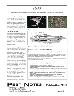 Rats - Maui County Farm Bureau