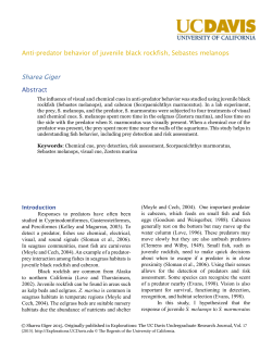 Anti-predator behavior of juvenile black rockfish