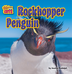 Rockhopper Penguin - Bearport Publishing