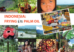 indonesia - Palm Oil Watch International