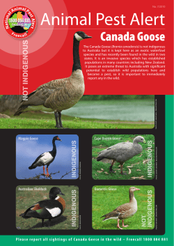 Canada Goose - Department of Agriculture and Food