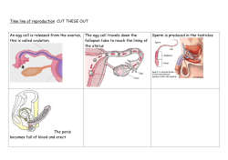 Time line of reproduction CUT THESE OUT An egg cell is released