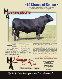 KG High Regard 2073 - American Angus Auxiliary
