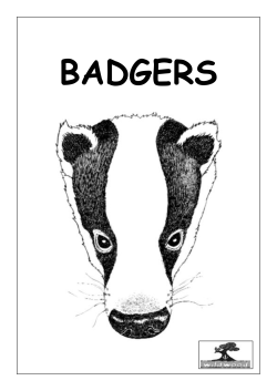 Key Stage 2 Badgers