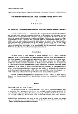 Pollinator attraction of Vitis vinifera subsp. silvestris