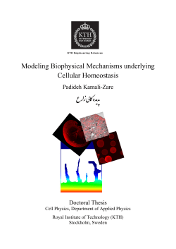 Modeling Biophysical Mechanisms underlying Cellular Homeostasis