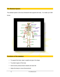 The Skeletal System Functions of the skeleton