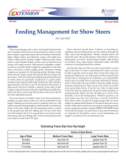 Feeding Management for Show Steers