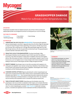 GRASSHOPPER DAmAGE