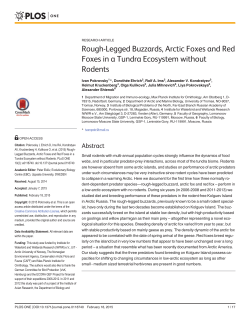 Rough-Legged Buzzards, Arctic Foxes and Red Foxes in a Tundra