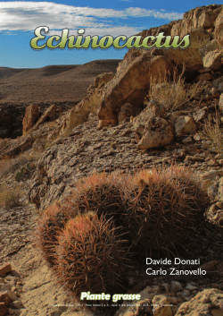Echinocactus - Il Sole Rarit&agrave; Botaniche