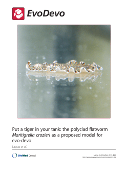 Put a tiger in your tank: the polyclad flatworm Maritigrella crozieri as