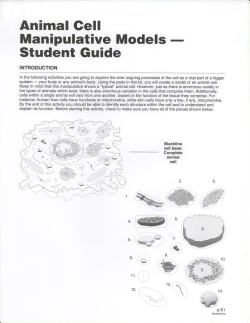 Animal Cell Manipulative Model