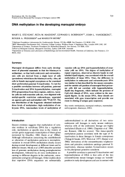 DNA methylation in the developing marsupial embryo